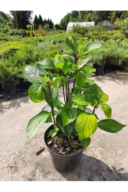 Гортензія широколиста Стайл Пінк - 3л/вис.30-40см/Ø25-35см